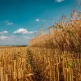 Ігор Табурець – Черкащина вже жнивує