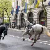 У центрі Лондона знову втекли військові коні