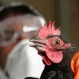 Птичий грипп — вирус H5N1 может стать причиной новой пандемии