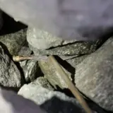 Накінечник стріли епохи вікінгів знайдено у горах Ютунхеймен