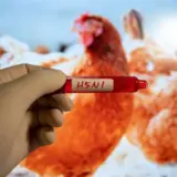 Пташиний грип – симптоми, як саме поширюється вірус