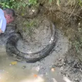 Бивень колумбийского мамонта найден в Миссисипи