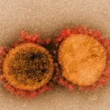 SARS-CoV-2 — какая мутация способствует поражению мозга