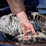 Ігор Табурець – на Черкащині зарибнюють Кременчуцьке водосховище
