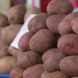 Подорожания картошки до 50 грн не будет — Минагрополитики