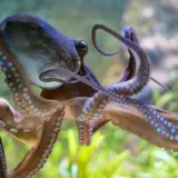 Осьминоги могут заменить людей на Земле, когда исчезнет человечество