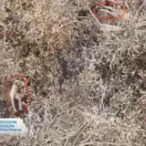 Расстрел украинских пленных – оккупанты казнили пленных ВСУ на Покровском направлении