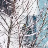 Погода у другій декаді грудня принесе українцям сюрпризи – синоптик Птуха