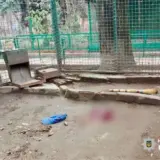 В Одесі леопард напав на людину