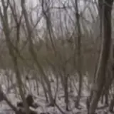 Бої в Курській області – воїни ССО відбили штурм північнокорейців у Курській області