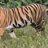 В Непале не знают, что делать с расплодившимися тиграми