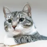 Как разговаривать с кошкой выяснили ученые