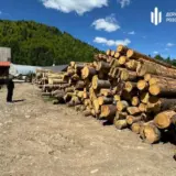 Черных лесорубов задержали на Закарпатье