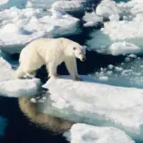 Швидке танення льодовиків може залишити без води та їжі 2 млрд людей – ЮНЕСКО