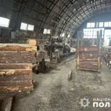 Схему хищения леса выявили на Волыни
