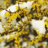Погода в Україні 6 квітня – Укргідрометцентр прогнозує дощі та мокрий сніг