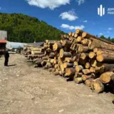 Чорні лісоруби зрубали дерев на 12 мільйонів