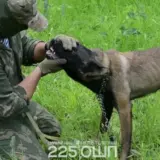 Бойовий пес Тайсон — на реабілітації після контузії