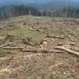 Черные лесорубы вырубили деревьев в Карпатах на 55 миллионов