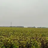 В Украине продавали радиоактивный урожай