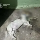 У Києві жінка викинула собаку з п’ятого поверху
