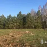 На Київщині вирубали цінних дерев на мільйон гривень