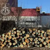 Масштабну схему контрабанди цінної деревини виявили в Україні