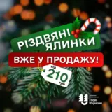 Цены на елки -в этом году планируется реализовать около 140 тысяч хвойных деревьев