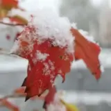 Погода в Украине 14 декабря – Укргидрометцентр прогнозирует умеренные осадки
