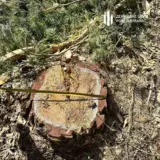 На Львівщині виявили масштабні незаконні рубки майже на 10 мільйонів