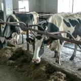 У Росії масово винищують корів через поширення ящуру: хакери отримали підтвердження