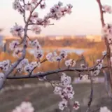 Погода в Україні 20 квітня – Укргідрометцентр попередив про заморозки на ґрунті та в повітрі