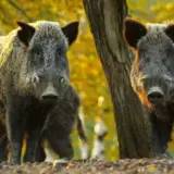 У Німеччині масово вбивають кабанів через радіацію від ЧАЕС