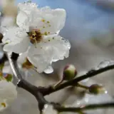 На погоду в Україні впливатиме арктичне повітря до кінця квітня