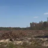 На Львівщині незаконно вирубали лісу на 100 мільйонів