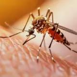 Глобальное потепление несет риск распространения чикунгуньи на Европу