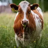 В Україні за 4 місяці різко скоротилося поголів’я великої рогатої худоби