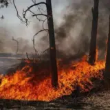 У Чорнобильській зоні вирують лісові пожежі